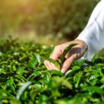 The Legacy of Maha Shree Tea: A Tradition of Excellence